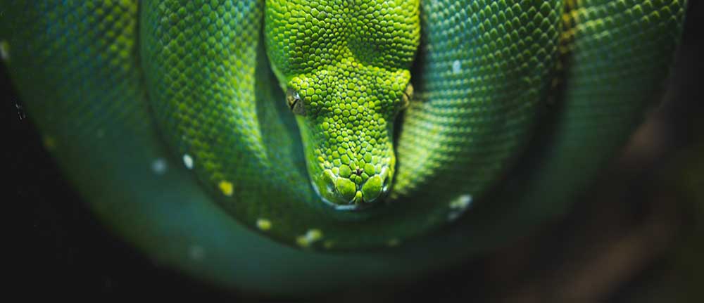 green snake coiled up